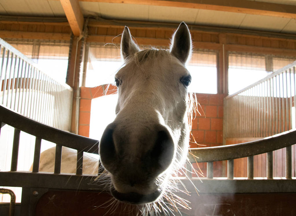 білі коні голову впритул на носі
 - Фото, зображення