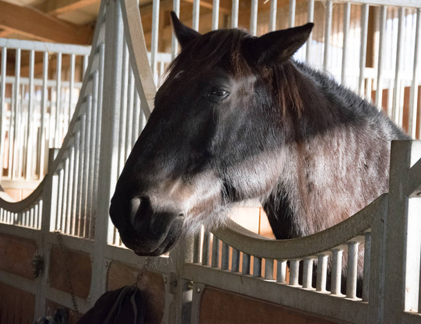 hlava hnědá koně v detailním na slunci - Fotografie, Obrázek