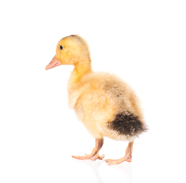 Cute newborn duckling - Photo, Image