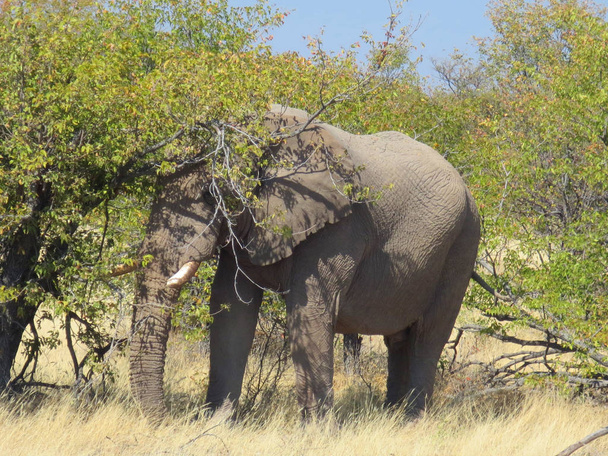 afrika bir fil - Fotoğraf, Görsel