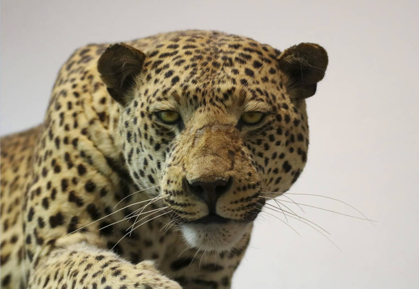 Μια αφρικανική λεοπάρδαλη ετοιμάζεται να εφόρμηση  - Φωτογραφία, εικόνα