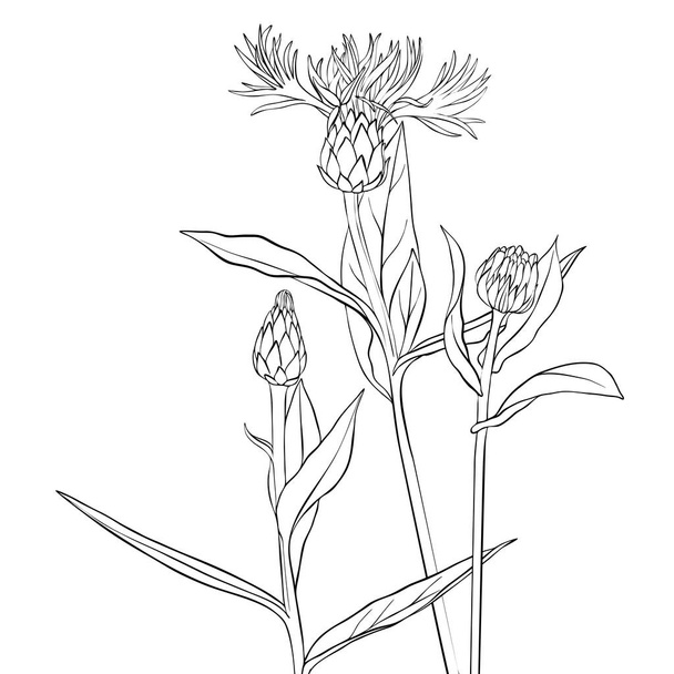 vector drawing flowers of cornflower - Vector, Image