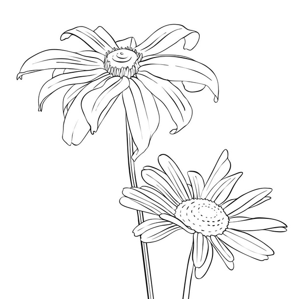 vector drawing flowers of daisy - Vettoriali, immagini