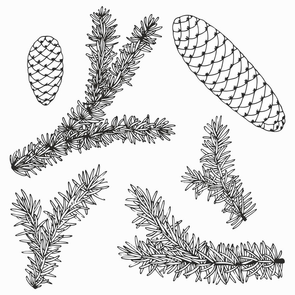 Set of vector illustrations with fir branches - Vector, imagen