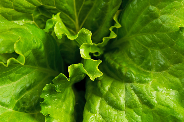 Green lettuce - Zdjęcie, obraz