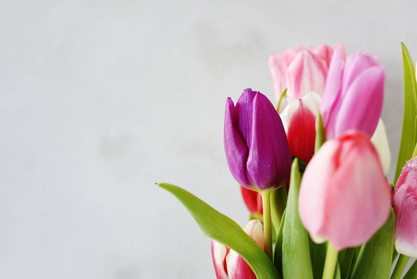spring flowers tulips on a gray background - Фото, изображение