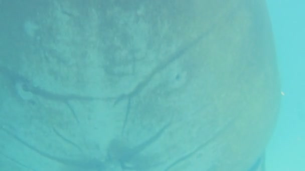 Close-up shot van walrus zwemmen - Video