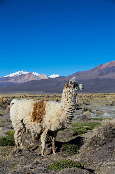 Andské krajina s Prinacota sopky, Bolívie - Fotografie, Obrázek