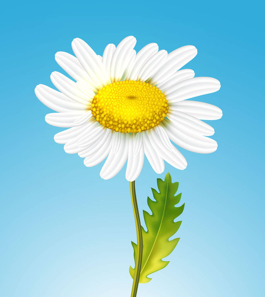 Vector realista flor de manzanilla margarita
 - Vector, Imagen