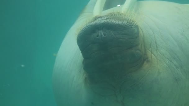 Close-up shot van walrus zwemmen - Video