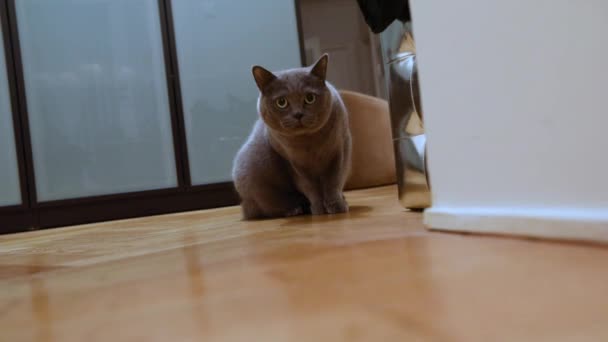Britse kat in de kamer, de grijze Britse kat in het appartement, de Schotse kat wandelingen rond de kamer, sluipt langs de corridor, kijken naar de camera, close-up - Video