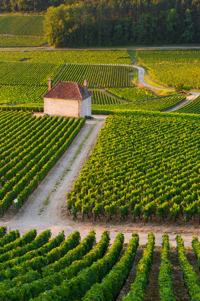 Виноградники Жеври Чембертена Бургундии Франции
 - Фото, изображение
