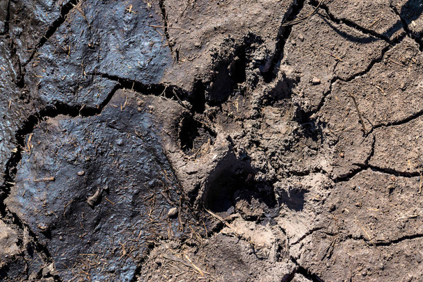 Μονοπάτι ή ύαινα αριστερά στη λάσπη στενή - Φωτογραφία, εικόνα