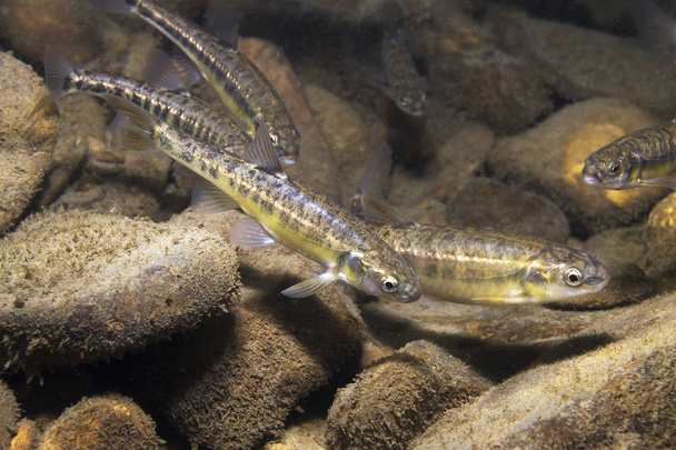 Underwater photography of Common minnow (phoxinus phoxinus) preparing for spawning in a small creek. Beautiful little fish in close up photo. Underwater photography in wild nature. River habitat.  - Photo, Image