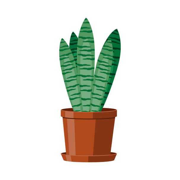 A green cactus Sansevieria in a brown pot. Flowering houseplant. Vector illustration on white background. - ベクター画像