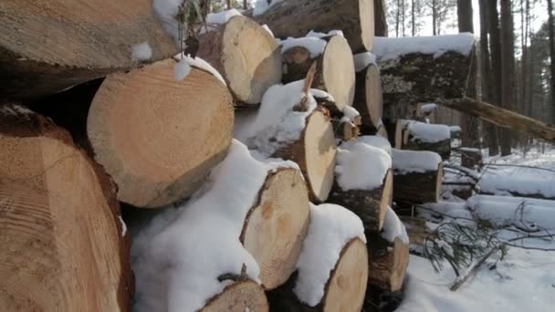 Montón de árboles cortados a lo largo del camino cubierto de nieve blanca en el día nublado de invierno
. - Metraje, vídeo