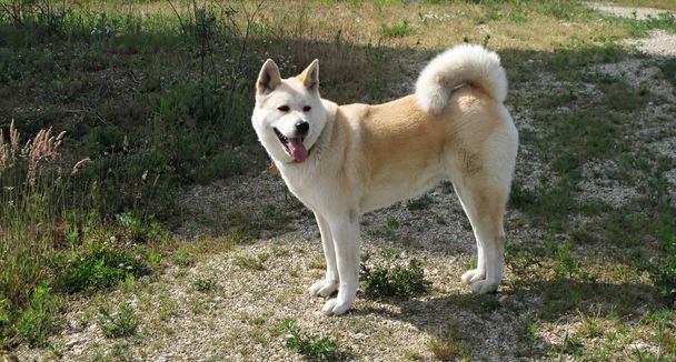 η akita inu ιαπωνική ράτσα σκύλου - Φωτογραφία, εικόνα