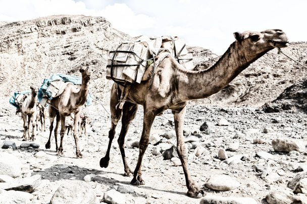 en danakil ethiopia africa en el viejo río seco lotes de camellos con la sal minera caminando en el valle hasta el mercado
 - Foto, imagen