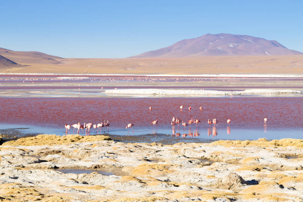 Laguna Colorada flamingo 's, Bolivia - Foto, afbeelding