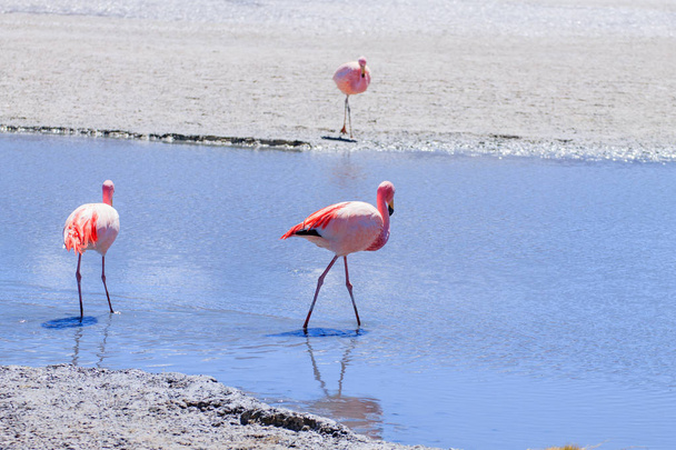 Laguna Hedionda flamingos, Bolivia - Фото, зображення