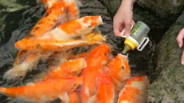 Vrouwelijke hand feeds van een fles van Japanse rode karper - Video