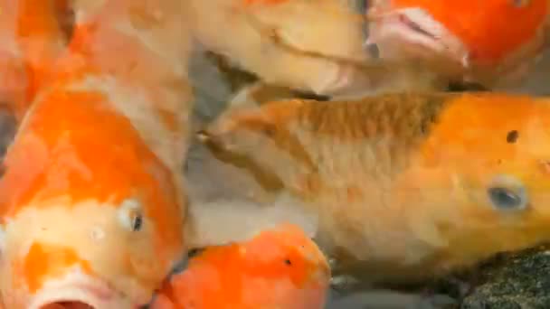 Grande stormo di pesci Giapponese carpa rossa divertente bocca aperta vista da vicino - Filmati, video