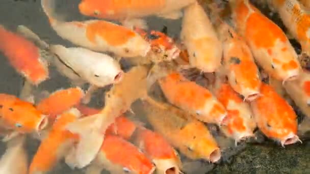 Gran bandada de peces Japonés carpa roja divertida boca abierta vista de cerca - Imágenes, Vídeo