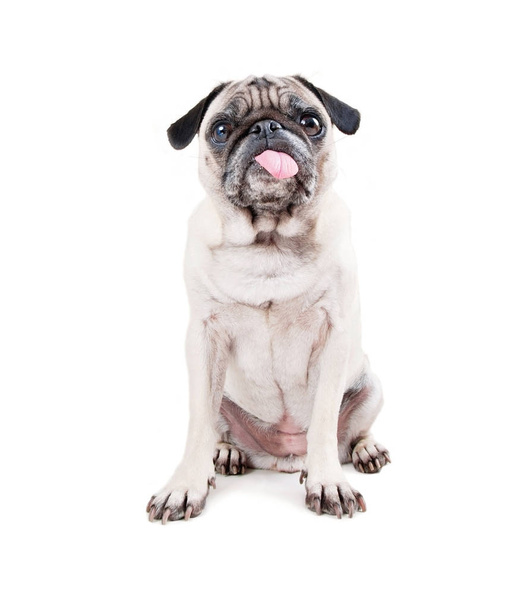 cute pug with her tongue hanging out studio shot isolated on a white background  - Φωτογραφία, εικόνα