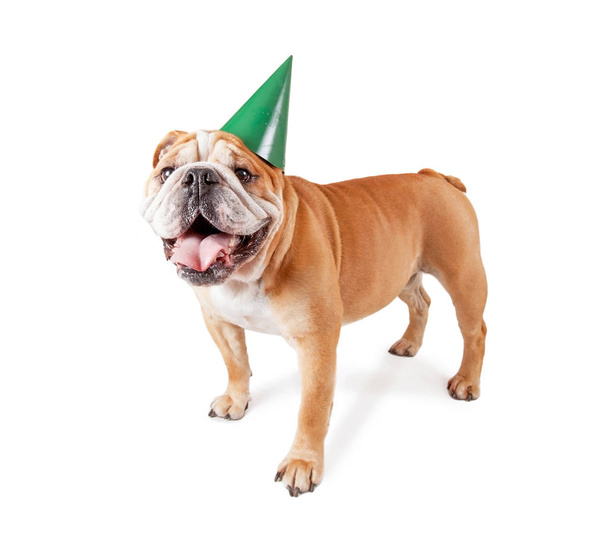 bulldog with a birthday party hat on studio shot isolated on a white background  - Zdjęcie, obraz