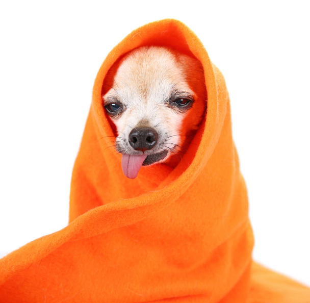 cute senior chihuahua wrapped in an orange blanket studio shot isolated on a white background  - Foto, afbeelding
