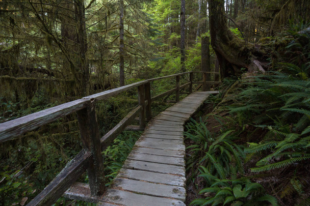 Beautiful wooden path thru the vibrant and green rain forest located near Tofino in Vancouver Island, British Columbia, Canada. - Valokuva, kuva