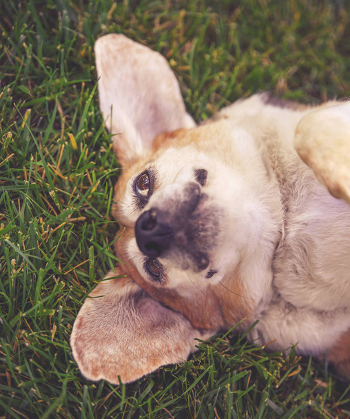 lindo beagle senior descansando en la hierba mirando a la distancia en un parque o patio trasero en césped verde fresco
 - Foto, imagen