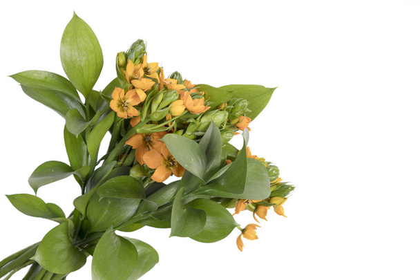 wedding bouquet of Ornithogalum Dubium and Ruscus on the white background - 写真・画像