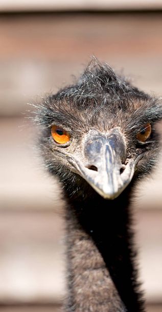 en el parque de australia el pájaro del emú libre y el fondo
 - Foto, Imagen