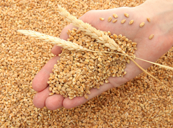 man hand with grain, on wheat background - Photo, image