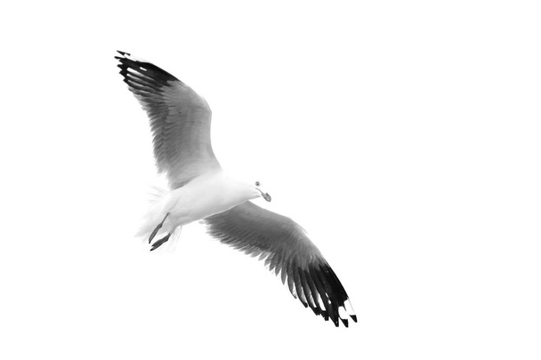 В Австралии белая свободная чайка летит в чистом небе
 - Фото, изображение