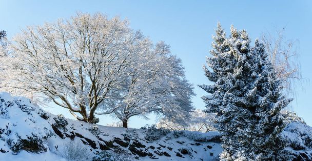 Beautiful winter forest landscape with snow covered trees. - Foto, imagen