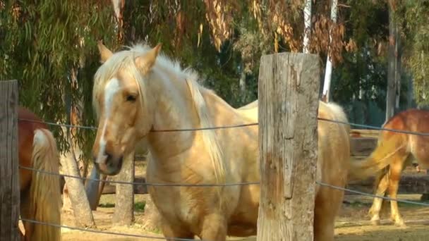 Zvířecí koně ve stodole - Záběry, video