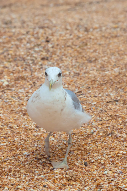 Big gull walking directly you by sand on the beach - 写真・画像