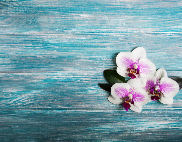 rosa Orchideenblüten - Foto, Bild