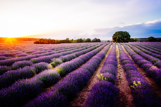 Lavender fields.  Summer sunset landscape in Brihuega - Foto, immagini