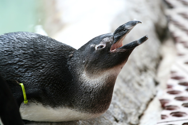 Pingvin fogságban - Fotó, kép