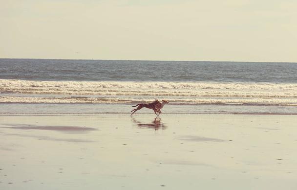 Bavte se psa na pláži  - Fotografie, Obrázek