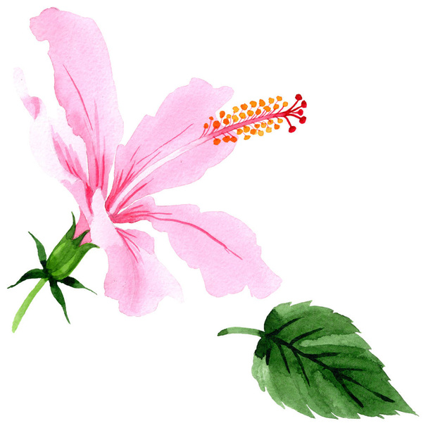 Wildflower hibiscus pink flower in a watercolor style isolated. - Photo, Image