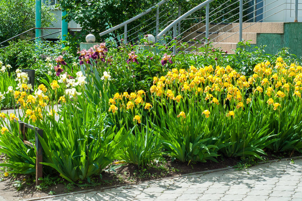 Iris is een geslacht van ongeveer 260-300, soorten bloeiende planten met opvallende bloemen. Het ontleent zijn naam aan het Griekse woord voor een regenboog, die ook de naam van de Griekse godin van de regenboog Iris is. - Foto, afbeelding
