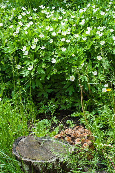 Sommerlandschaft mit Blumen. Anemone nemorosa ist eine im Frühjahr blühende Pflanze, deren gebräuchliche Namen Waldanemone, Windblume, Fingerhut und Duftfuchs sind - eine Anspielung auf den moschusartigen Geruch der Blätter - Foto, Bild