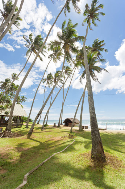 Koggala Beach, Sri Lanka - enorme palmbomen op een weide op Koggal - Foto, afbeelding