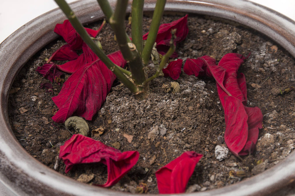 Weihnachtsstern (euphorbia pulcherrima) blühen trockene Blätter auf der Vase. - Foto, Bild