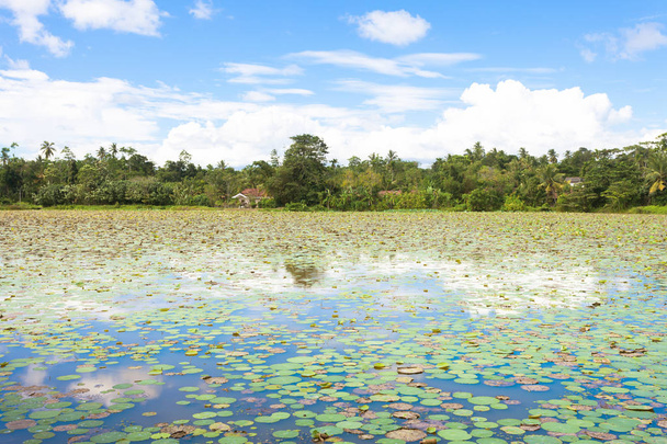Tó Matara, Sri Lanka - Tousands a víz liliomok, a tó közelében - Fotó, kép