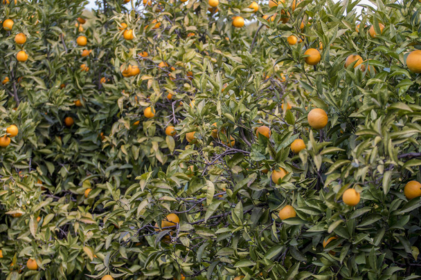 オレンジの木の果樹園は、ポルトガル、アルガルヴェのフルーツでいっぱい. - 写真・画像